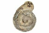 Fossil Heteromorph (Nostoceras) Ammonite - Madagascar #241987-1